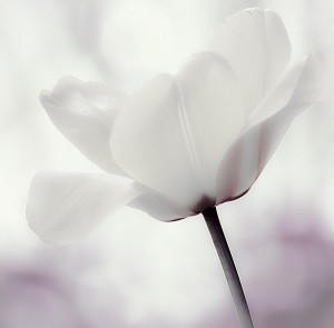 White Tulip